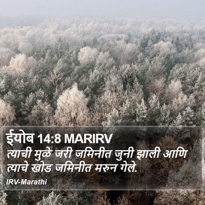 ईयोब 14:8 MARIRV Bible Verse Image