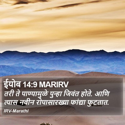 ईयोब 14:9 MARIRV Bible Verse Image