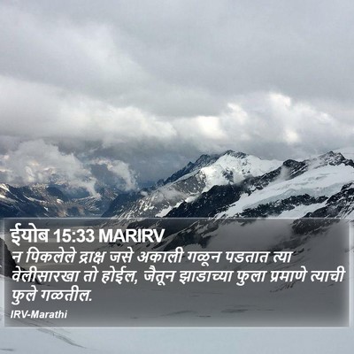 ईयोब 15:33 MARIRV Bible Verse Image