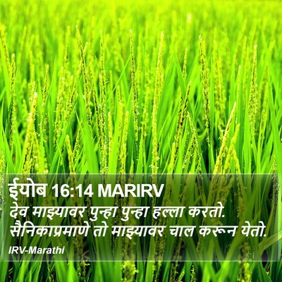 ईयोब 16:14 MARIRV Bible Verse Image