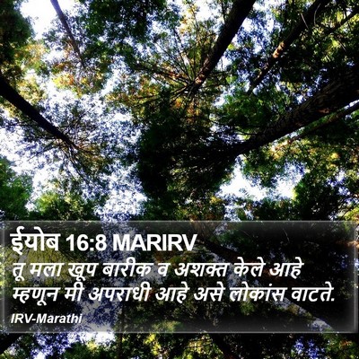 ईयोब 16:8 MARIRV Bible Verse Image