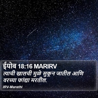 ईयोब 18:16 MARIRV Bible Verse Image