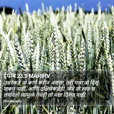 ईयोब 23:9 MARIRV Bible Verse Image