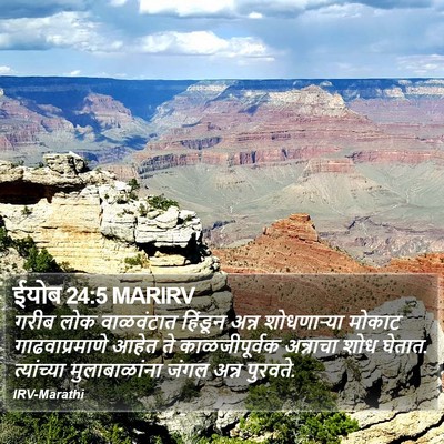ईयोब 24:5 MARIRV Bible Verse Image