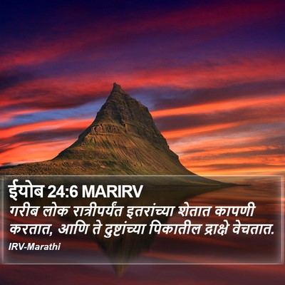 ईयोब 24:6 MARIRV Bible Verse Image