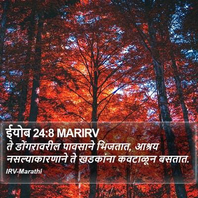 ईयोब 24:8 MARIRV Bible Verse Image