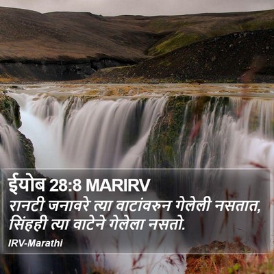 ईयोब 28:8 MARIRV Bible Verse Image