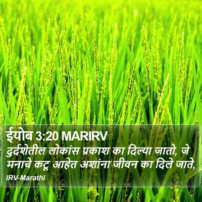 ईयोब 3:20 MARIRV Bible Verse Image