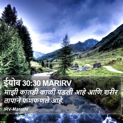 ईयोब 30:30 MARIRV Bible Verse Image