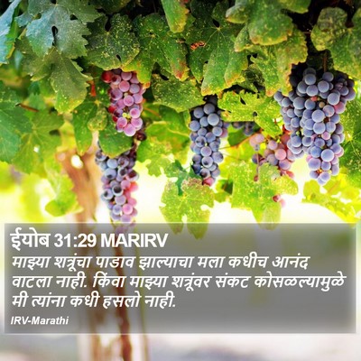 ईयोब 31:29 MARIRV Bible Verse Image