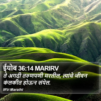 ईयोब 36:14 MARIRV Bible Verse Image