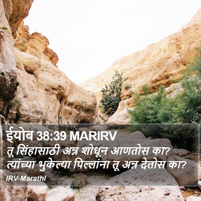 ईयोब 38:39 MARIRV Bible Verse Image
