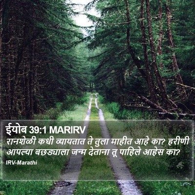 ईयोब 39:1 MARIRV Bible Verse Image