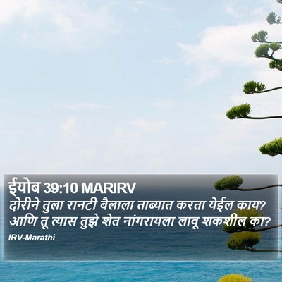 ईयोब 39:10 MARIRV Bible Verse Image