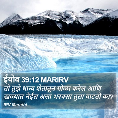 ईयोब 39:12 MARIRV Bible Verse Image