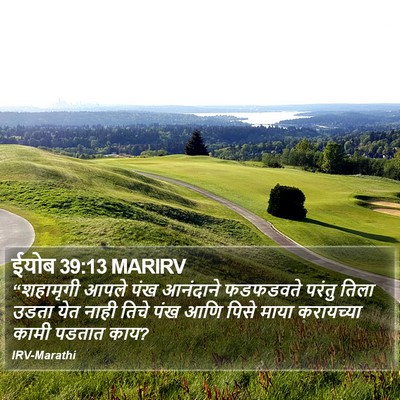 ईयोब 39:13 MARIRV Bible Verse Image