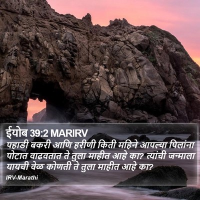 ईयोब 39:2 MARIRV Bible Verse Image