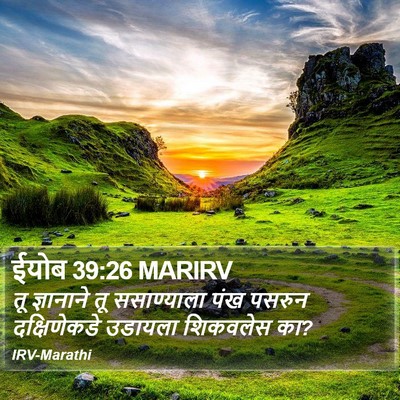 ईयोब 39:26 MARIRV Bible Verse Image