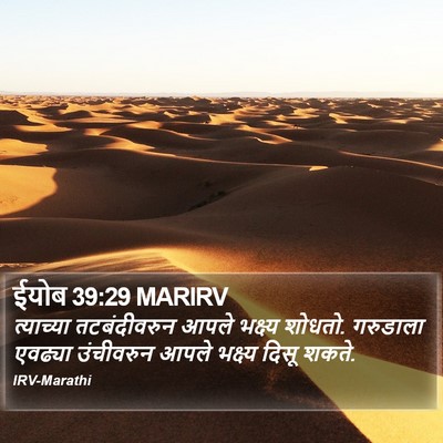 ईयोब 39:29 MARIRV Bible Verse Image