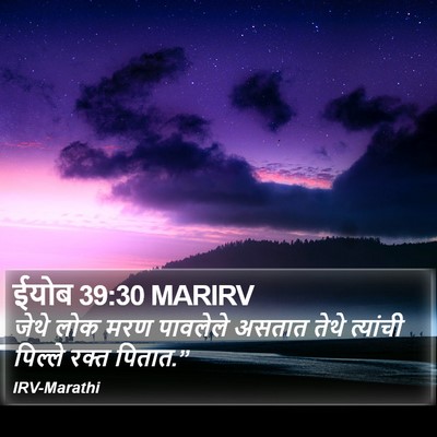 ईयोब 39:30 MARIRV Bible Verse Image
