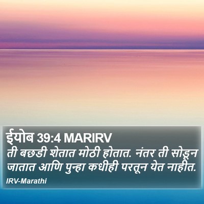 ईयोब 39:4 MARIRV Bible Verse Image