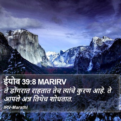 ईयोब 39:8 MARIRV Bible Verse Image