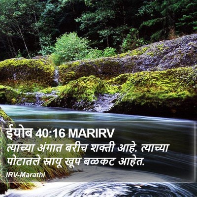 ईयोब 40:16 MARIRV Bible Verse Image