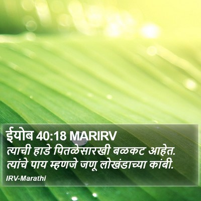 ईयोब 40:18 MARIRV Bible Verse Image