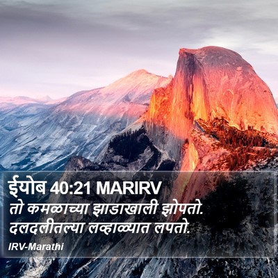 ईयोब 40:21 MARIRV Bible Verse Image