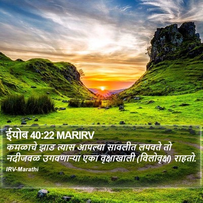 ईयोब 40:22 MARIRV Bible Verse Image