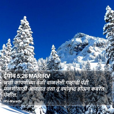 ईयोब 5:26 MARIRV Bible Verse Image