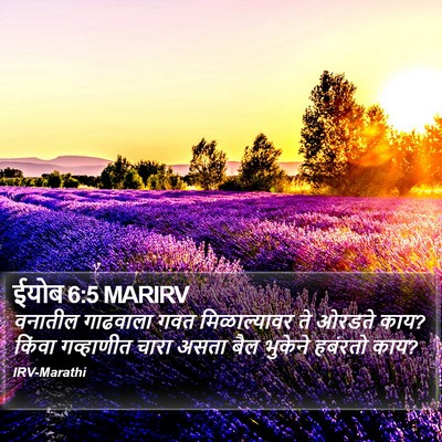 ईयोब 6:5 MARIRV Bible Verse Image