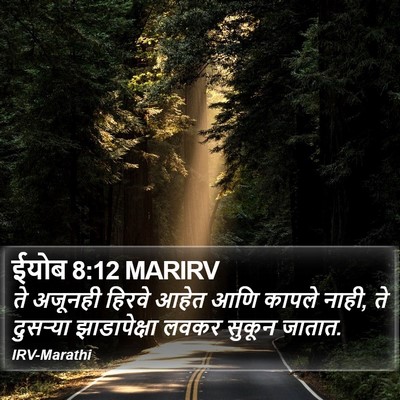 ईयोब 8:12 MARIRV Bible Verse Image