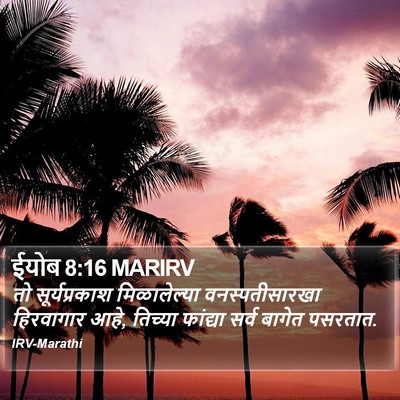 ईयोब 8:16 MARIRV Bible Verse Image