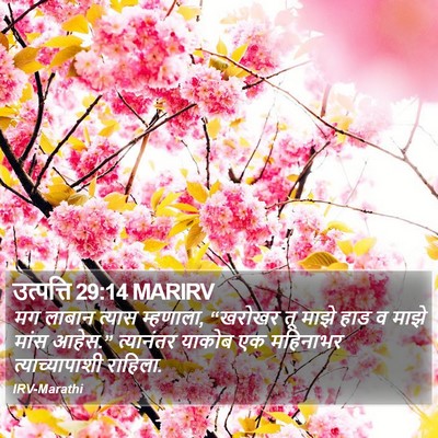 उत्पत्ति 29:14 MARIRV Bible Verse Image