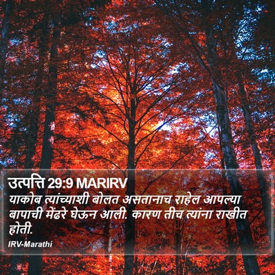 उत्पत्ति 29:9 MARIRV Bible Verse Image