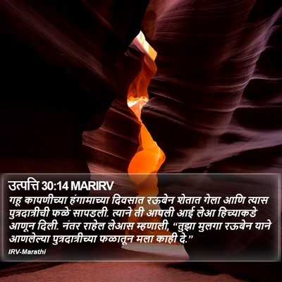 उत्पत्ति 30:14 MARIRV Bible Verse Image