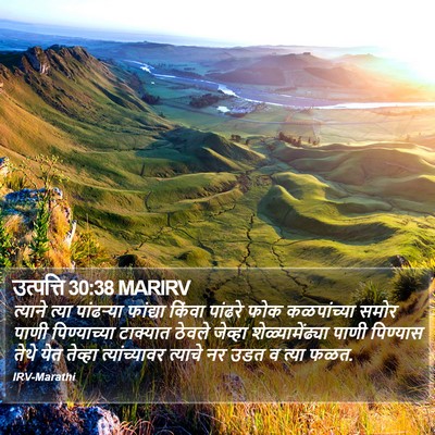 उत्पत्ति 30:38 MARIRV Bible Verse Image