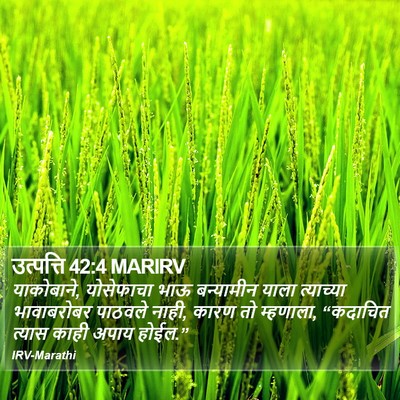 उत्पत्ति 42:4 MARIRV Bible Verse Image