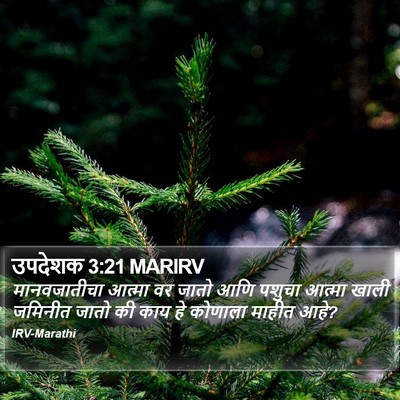 उपदेशक 3:21 MARIRV Bible Verse Image