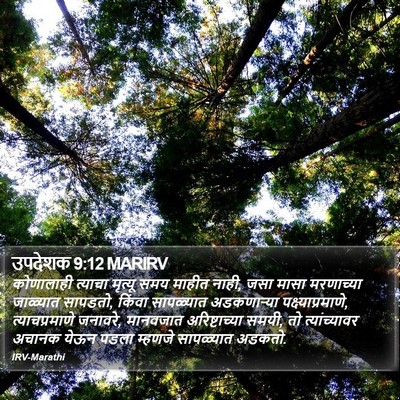 उपदेशक 9:12 MARIRV Bible Verse Image