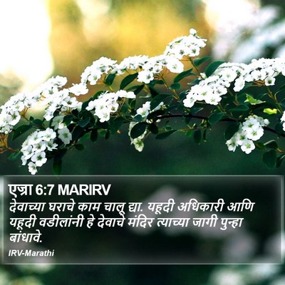 एज्रा 6:7 MARIRV Bible Verse Image