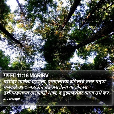 गणना 11:16 MARIRV Bible Verse Image