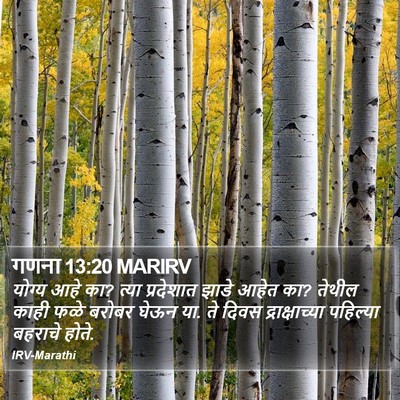 गणना 13:20 MARIRV Bible Verse Image