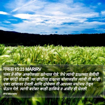 गणना 13:23 MARIRV Bible Verse Image