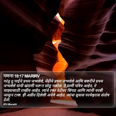 गणना 18:17 MARIRV Bible Verse Image