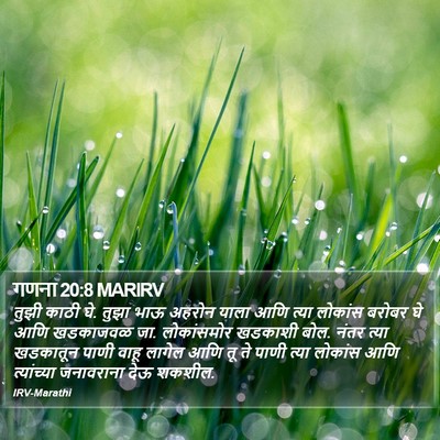 गणना 20:8 MARIRV Bible Verse Image