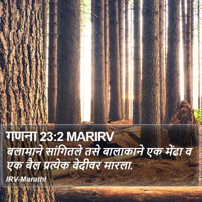 गणना 23:2 MARIRV Bible Verse Image