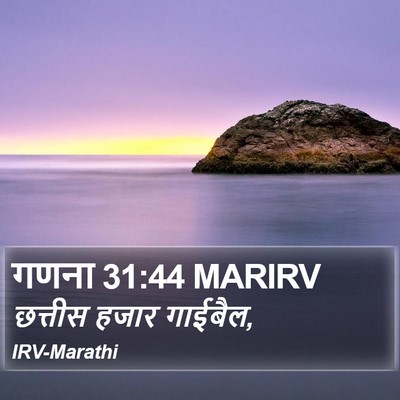 गणना 31:44 MARIRV Bible Verse Image