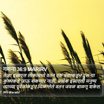 गणना 36:9 MARIRV Bible Verse Image